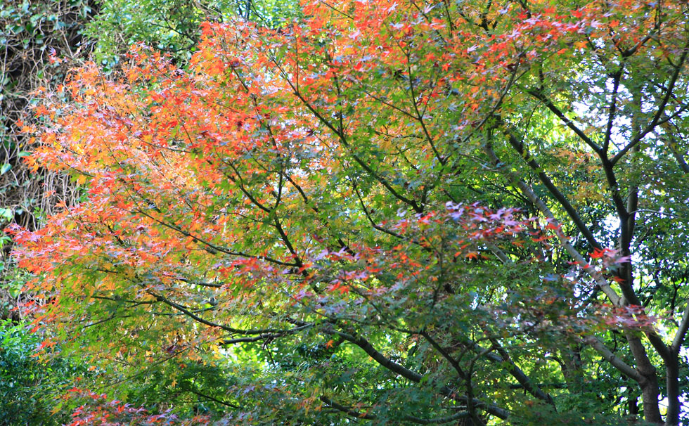 写真:色づく季節の眺め