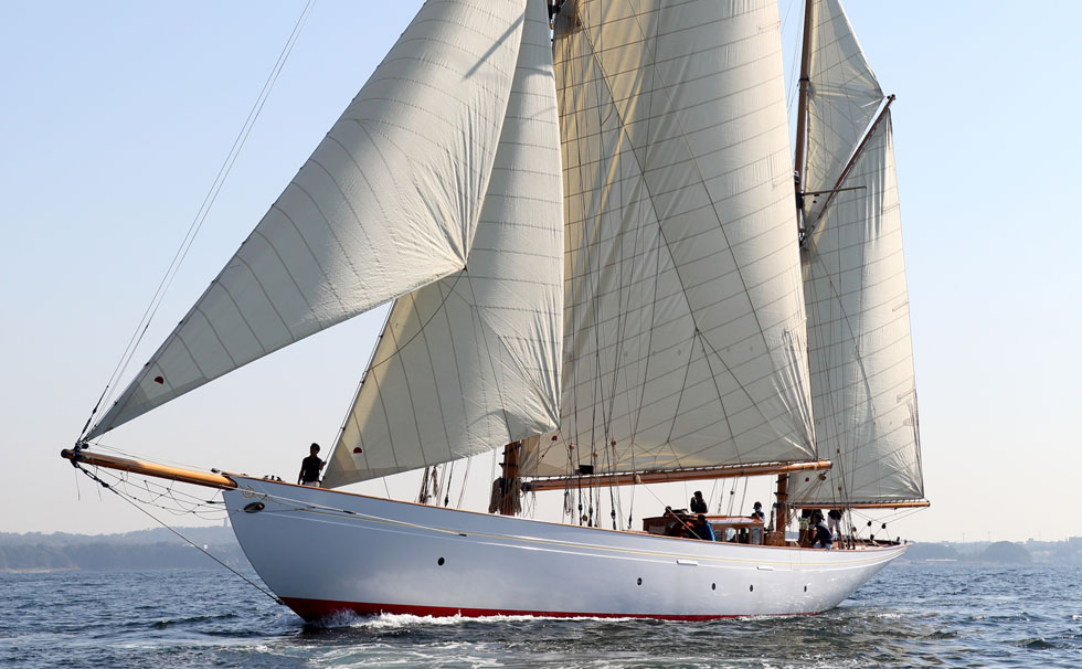 写真：ｼﾅｰﾗ