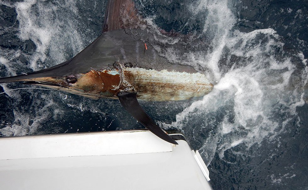 写真：クロカジキ