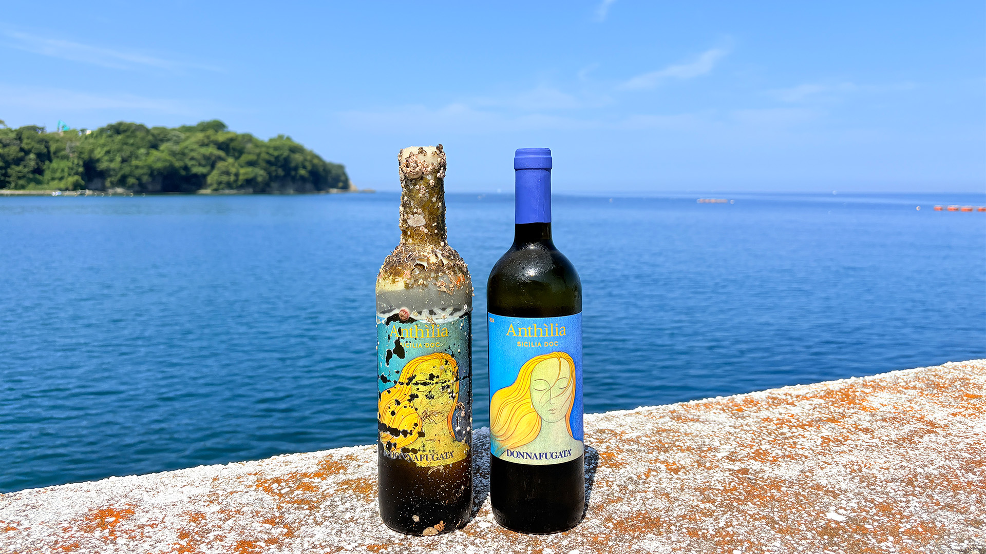 画像：海底ワイン 白